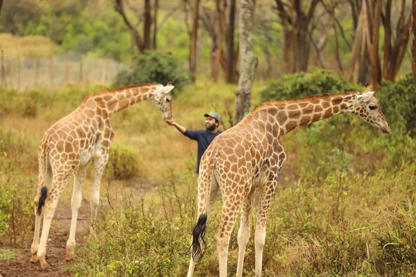 stock image man feeding Giraffes at recreation