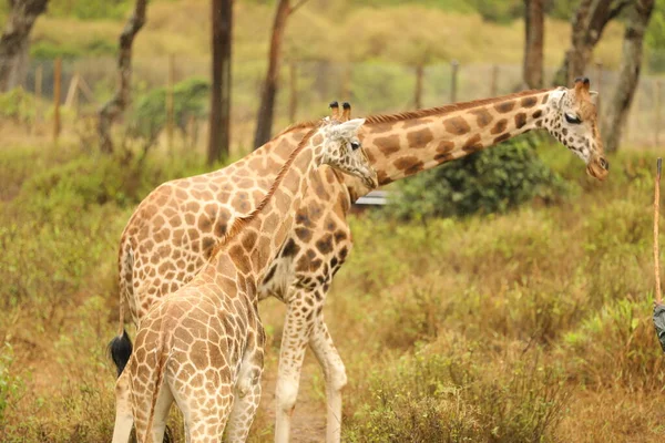 Giraffe Wald Tierwelt Fauna Flora — Stockfoto