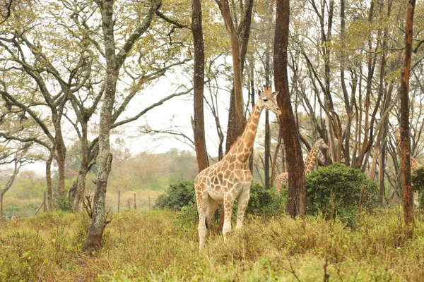 Beautiful Giraffe Nature Habitat — Stock Photo, Image