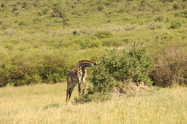 Doğada Güzel Bir Zürafa — Stok fotoğraf