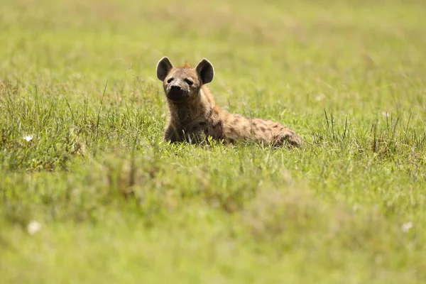 Wild Spotted Hyena Στο Γρασίδι — Φωτογραφία Αρχείου
