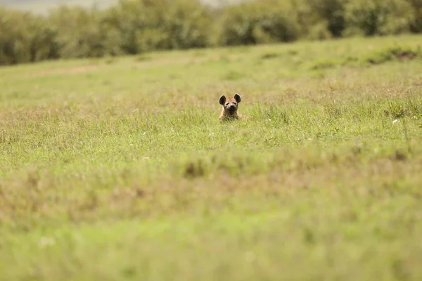 Wild Spotted Hyena Στο Γρασίδι — Φωτογραφία Αρχείου