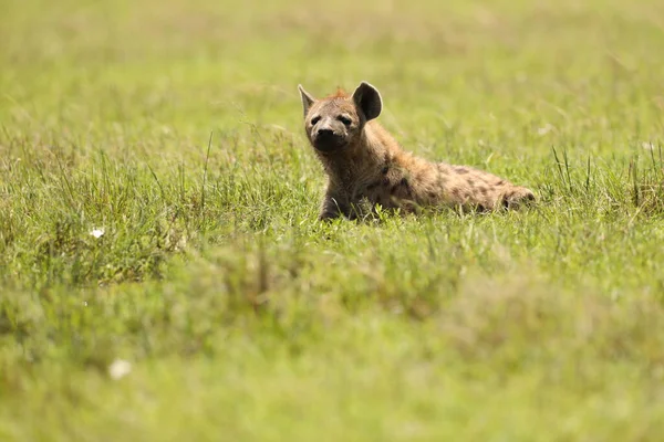 Divoká Skvrnitá Hyena Trávě — Stock fotografie