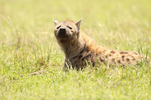 Wilde Gevlekte Hyena Gras — Stockfoto