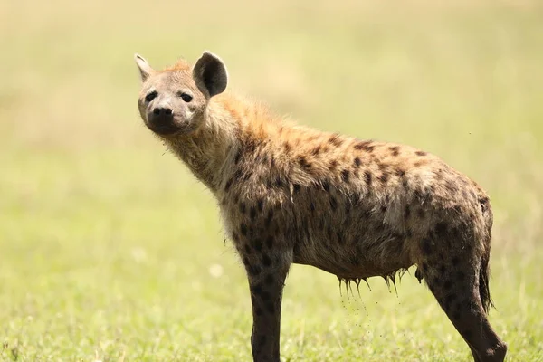 Divoká Skvrnitá Hyena Trávě — Stock fotografie