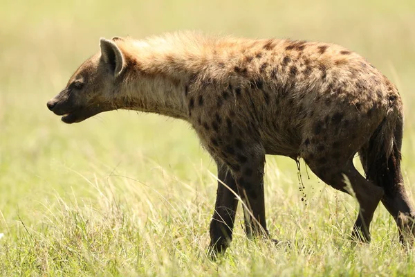 Wild Spotted Hyena Vicino — Foto Stock