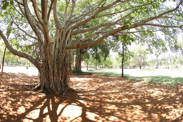 Закройте Вид Ветки Деревьев Природа Флора — стоковое фото