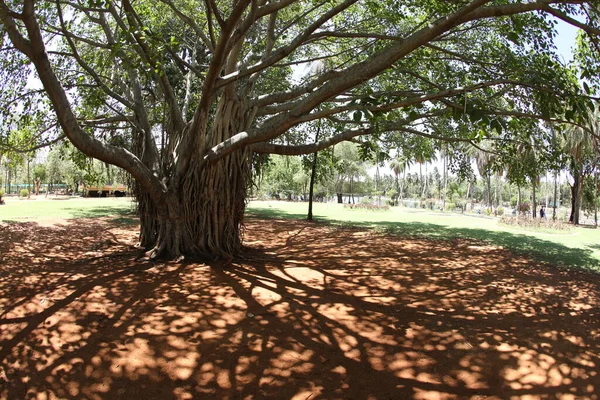 木の枝を閉じる フローラ — ストック写真