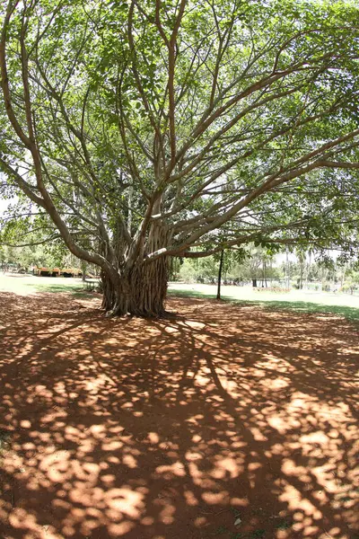 Vista Perto Galhos Árvore Natureza Flora — Fotografia de Stock