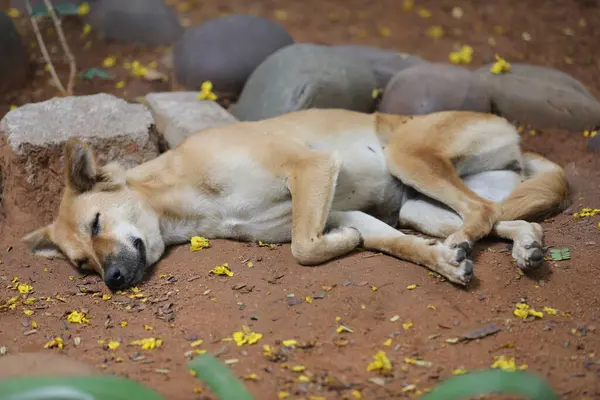 sleeping dog in the park in india.