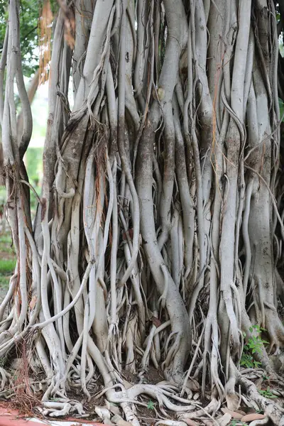 Roots of Huge tree, close up view