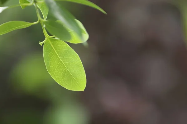 Свежие Органические Индийские Лекарственные Растения — стоковое фото