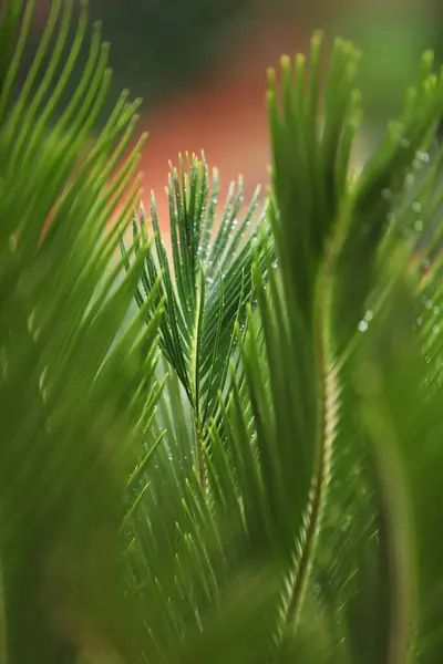 Fresh Organic Indian Medicated Plant Closeup — Stock Photo, Image