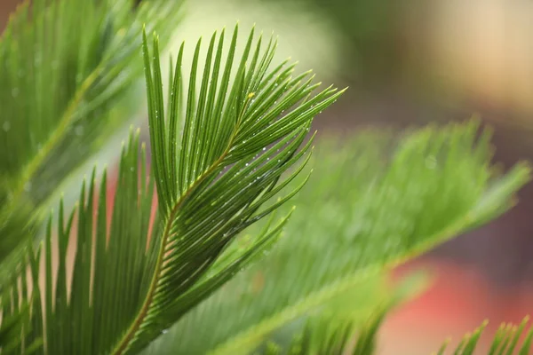 Fresh Organic Indian Medicated Plant Closeup — Stock Photo, Image