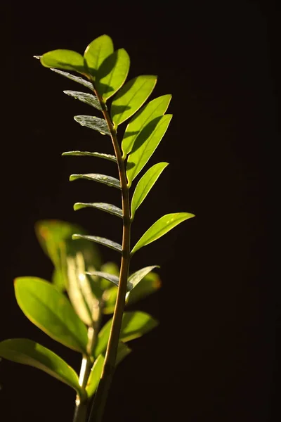 新鲜的印度药用植物 — 图库照片