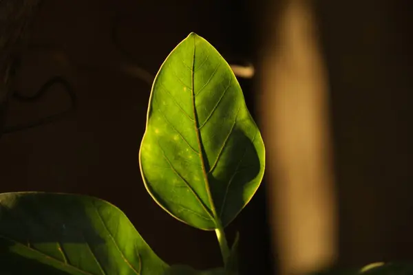 stock image green plant in the garden