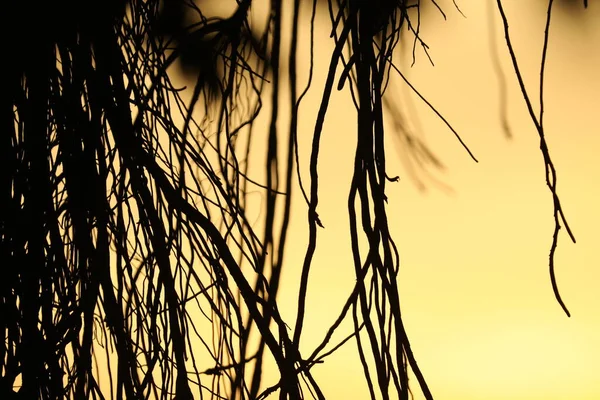 Roots Huge Tree Sunset Light Background — Stock Photo, Image