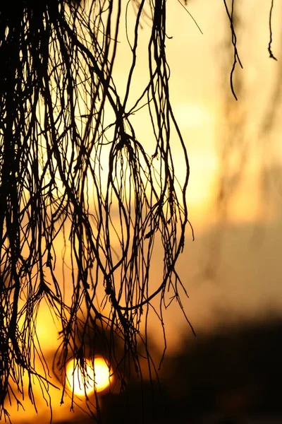 Roots Huge Tree Sunset Light Background — Stock Photo, Image