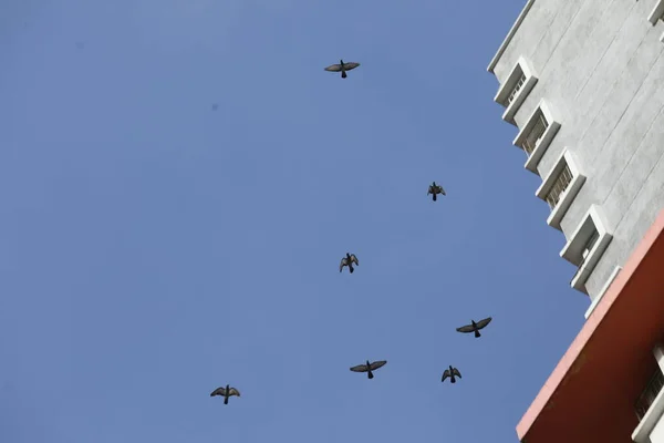 Ptáci Létající Obloze — Stock fotografie