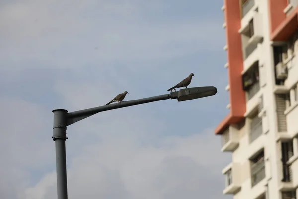 Tauben Sitzen Auf Straßenlaterne — Stockfoto
