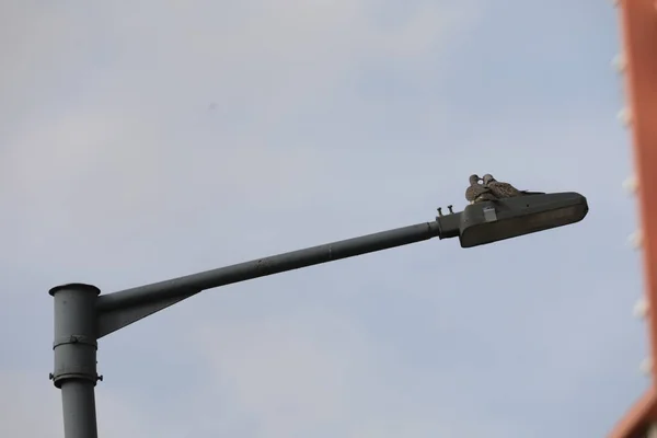 Doves Sitting Street Lamp — Stock Photo, Image