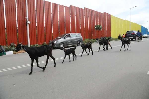 Goats on a city road