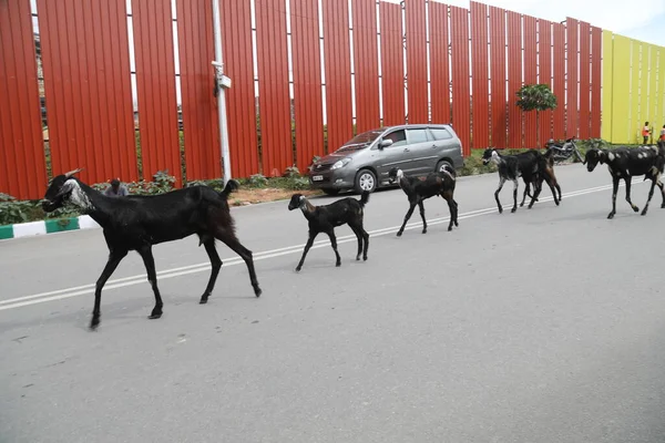 Goats on a city road