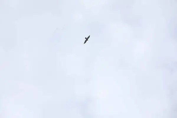 Kuşlar Gökyüzünde Uçuyor — Stok fotoğraf
