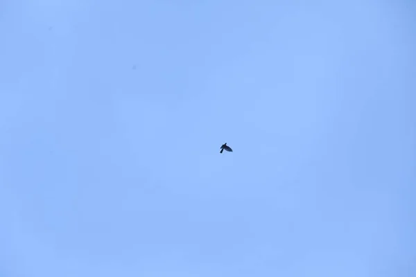 Vögel Fliegen Den Himmel — Stockfoto