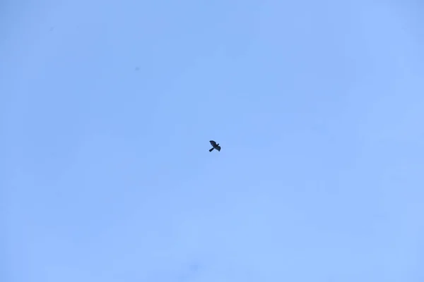 Fåglar Som Flyger Himlen — Stockfoto