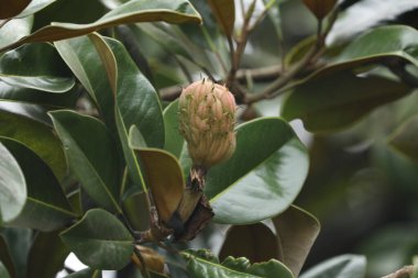 Güzel botanik fotoğrafı, doğal duvar kağıdı.