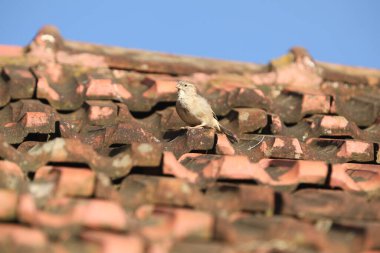 Şirin Serçe. Doğadaki Kuş