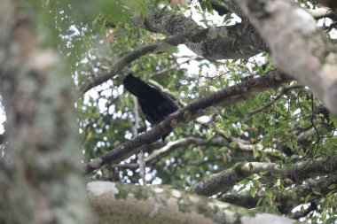 Doğal ortamdaki kuşun yakın görüntüsü