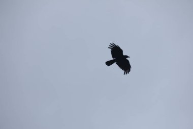 Kuşlar gökyüzünde uçuyor