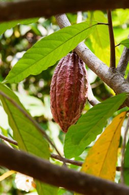 Kakao kabuğu ağaçta yetişiyor. Doğal arkaplan.