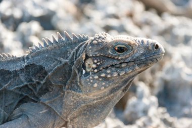 Küba rock iguana (Cyclura çekici).