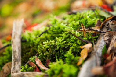 Güzel doğal sonbahar arka plan          