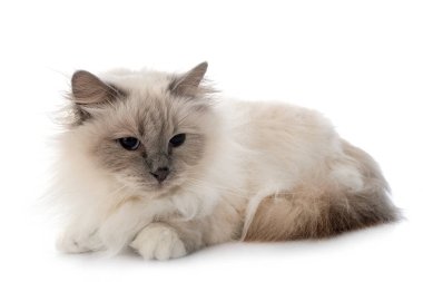 Birman Cat stüdyoda.