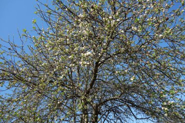 Bahar elması çiçeği, beyazı kapat.