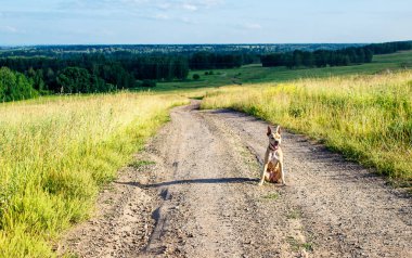 Tarlada toprak yol, oturan köpek.