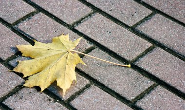 Kaldırımda yaprak. Yakından bak.