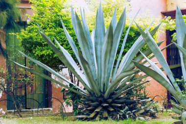 Geleneksel Meksika yeşil bitkisi Maguey 