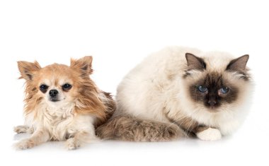 Birman kedisi ve chihuahua
