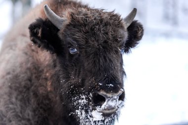 Genç Avrupalı bizon (Bison bonasus) Açık havada Aile Portresi 