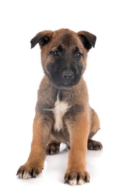 Beyaz arka planda köpek yavrusu Alman çoban köpeği.