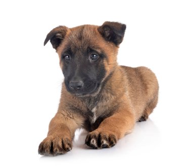 Beyaz arka planda köpek yavrusu Alman çoban köpeği.