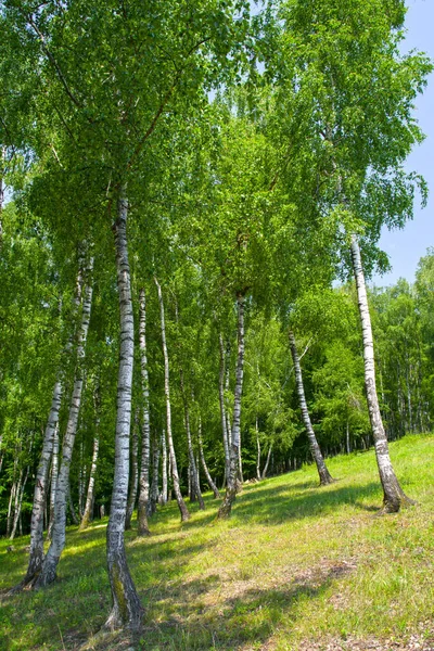 Huş ağacının güzel ve manzaralı manzarası, yeşil yapraklar