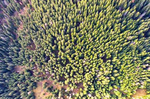 从上面看绿色森林 — 图库照片