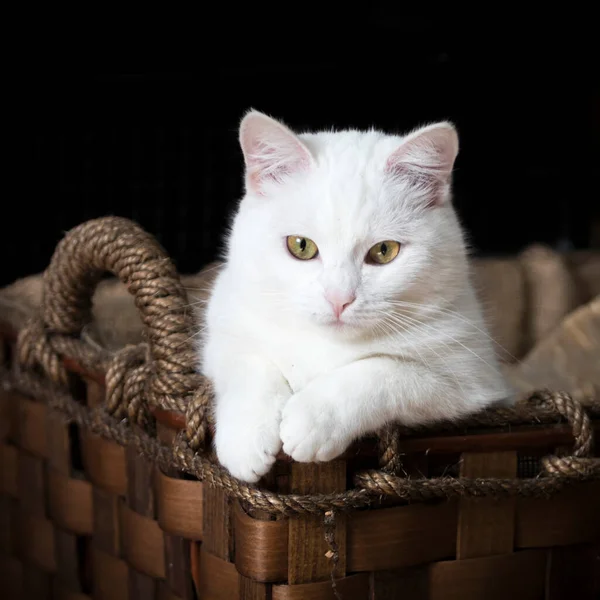 Gato Branco Uma Cesta Vime — Fotografia de Stock