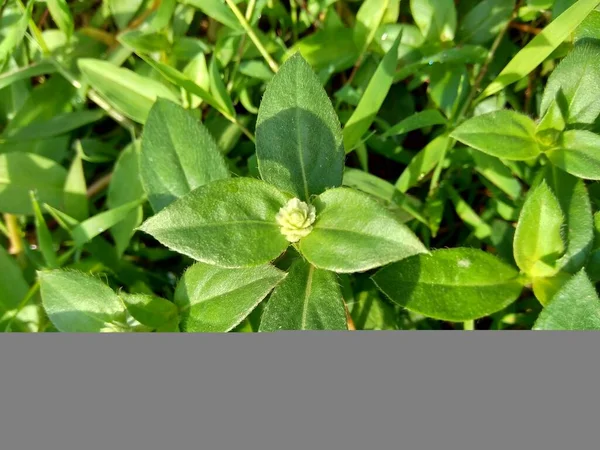 Eclipta Alba Med Naturlig Bakgrund Denna Växt Växtart Solrosfamiljen — Stockfoto